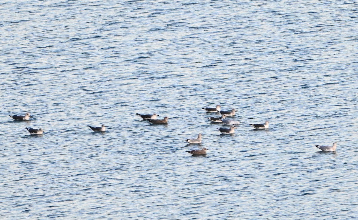 Ring-billed Gull - ML646380486