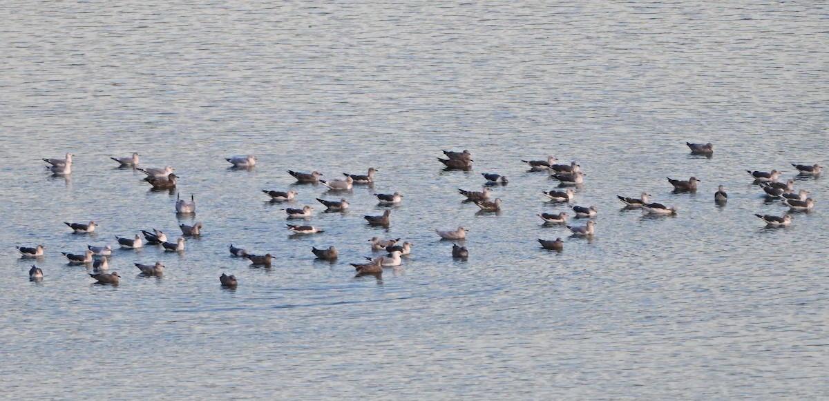 Ring-billed Gull - ML646380487