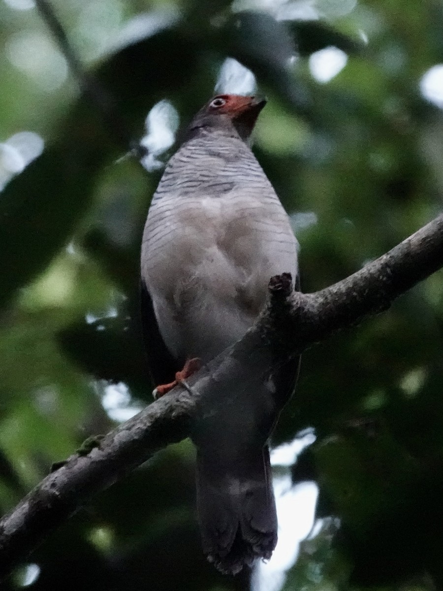 Cryptic Forest-Falcon - ML646380488