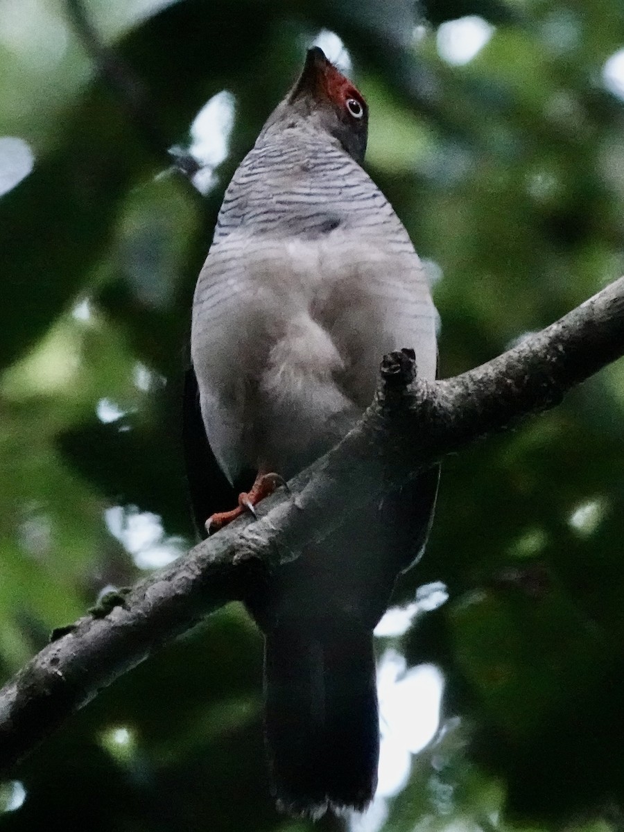 Cryptic Forest-Falcon - ML646380489