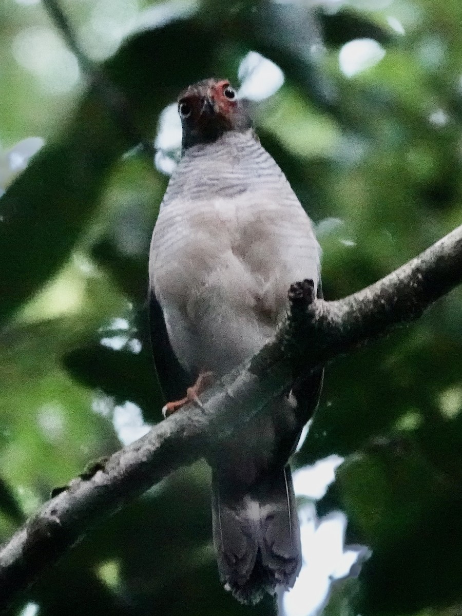 Cryptic Forest-Falcon - ML646380490