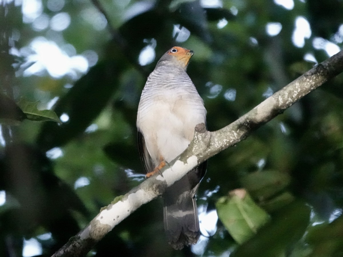 Cryptic Forest-Falcon - ML646380491