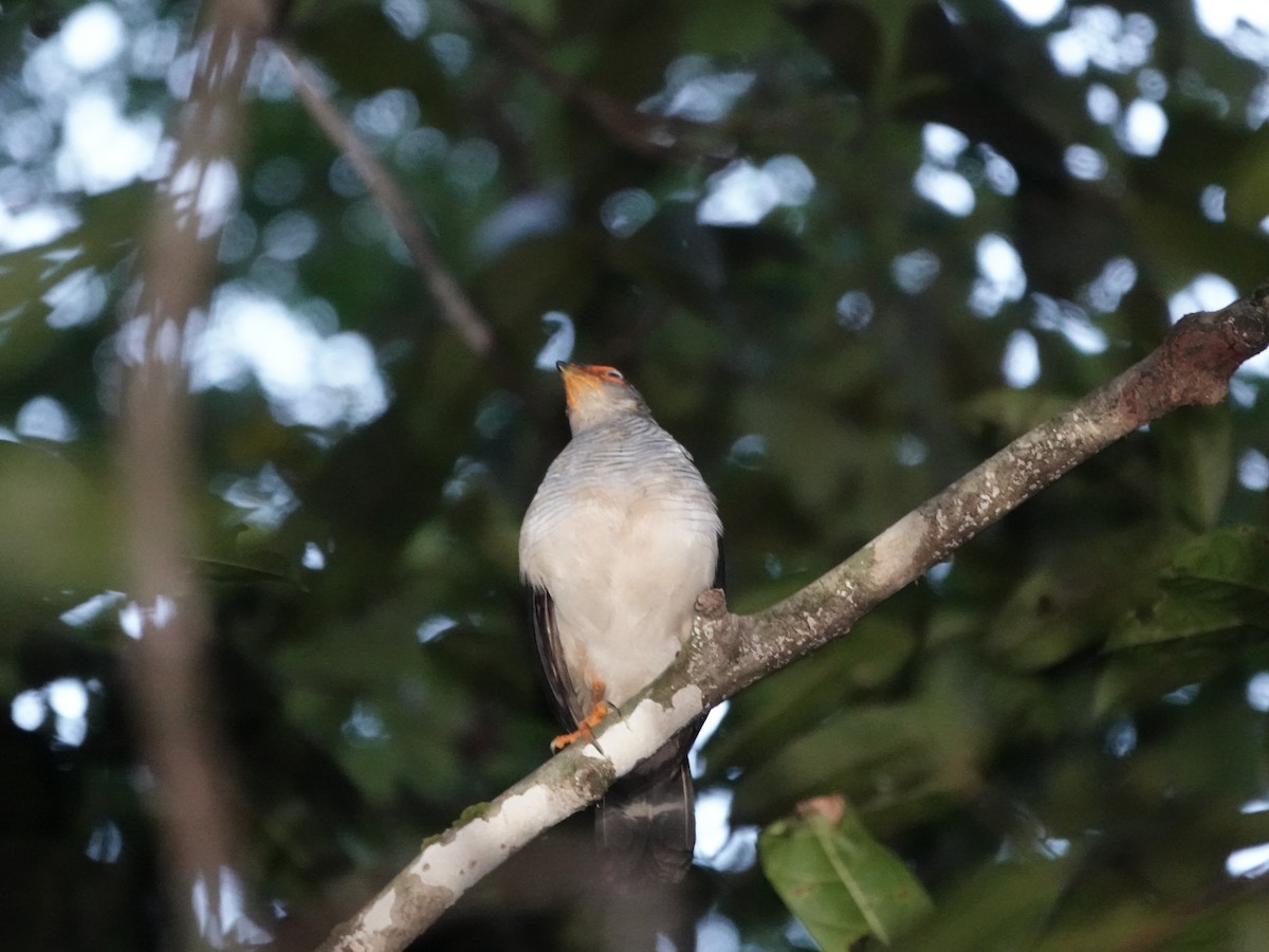 Cryptic Forest-Falcon - ML646380492