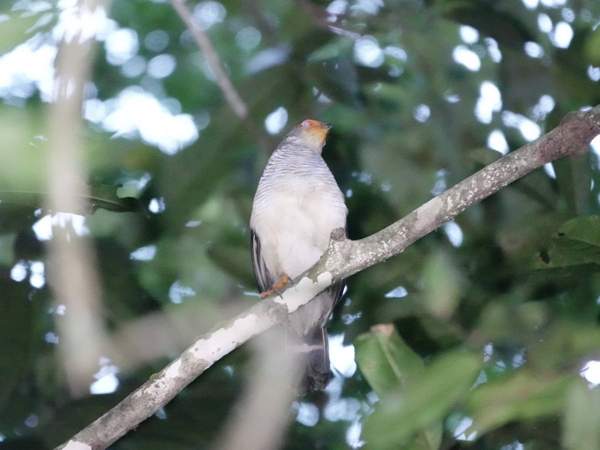 Cryptic Forest-Falcon - ML646380493