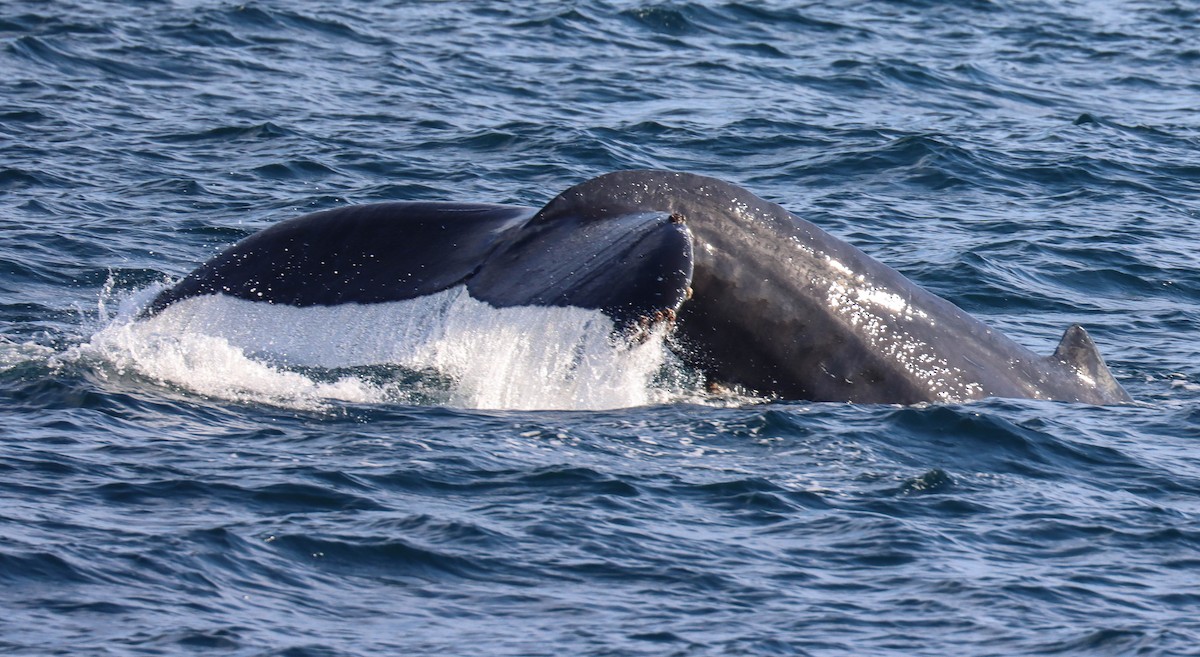 Humpback Whale - ML646380494
