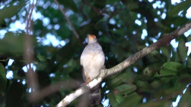 Cryptic Forest-Falcon - ML646380495