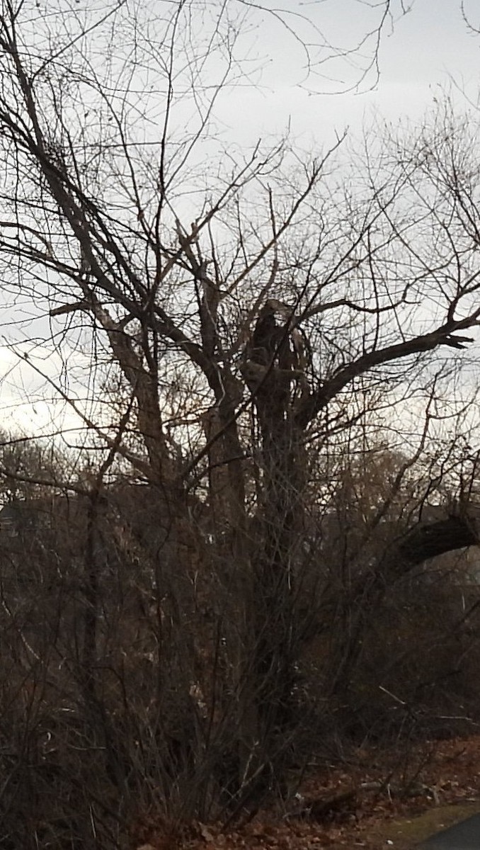 Northern Mockingbird - ML646380496