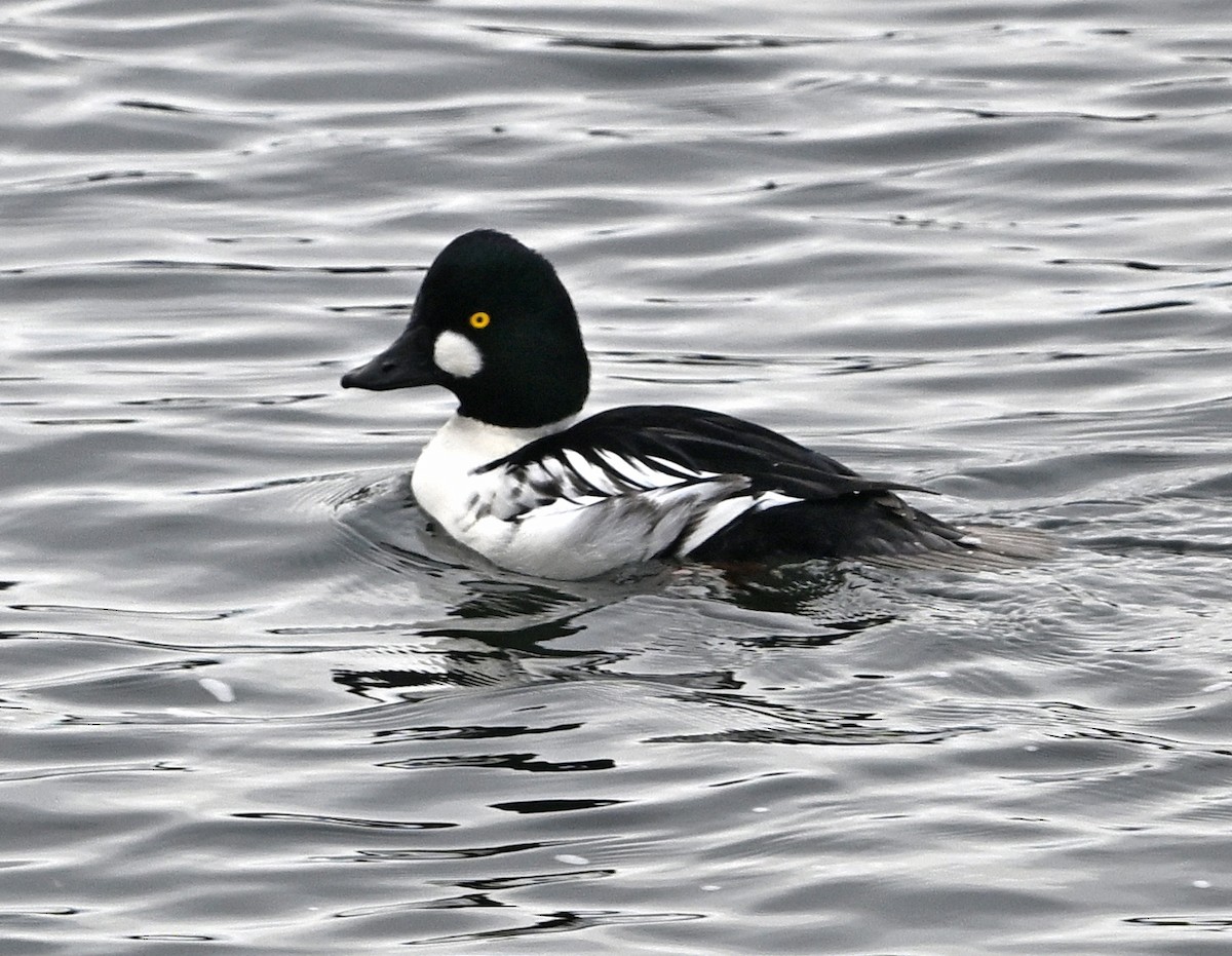 鵲鴨 - ML646380501