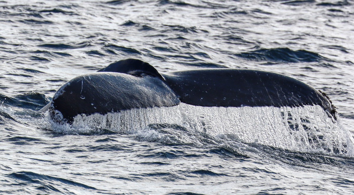 Humpback Whale - ML646380505