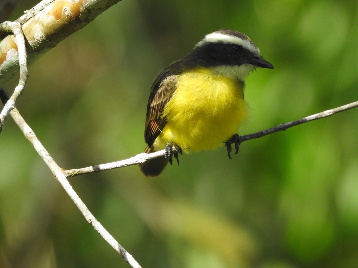 Rusty-margined Flycatcher - ML646380506
