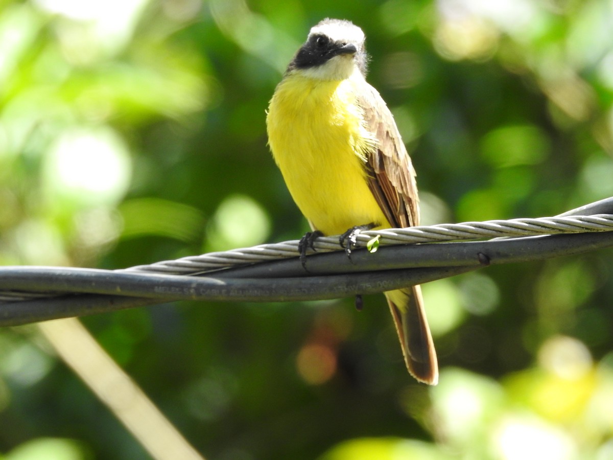 Rusty-margined Flycatcher - ML646380507