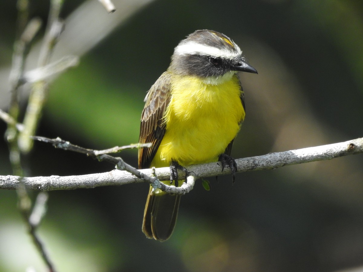 Rusty-margined Flycatcher - ML646380508