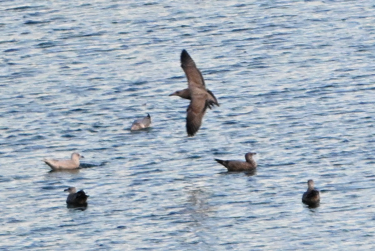 racek polární - ML646380509