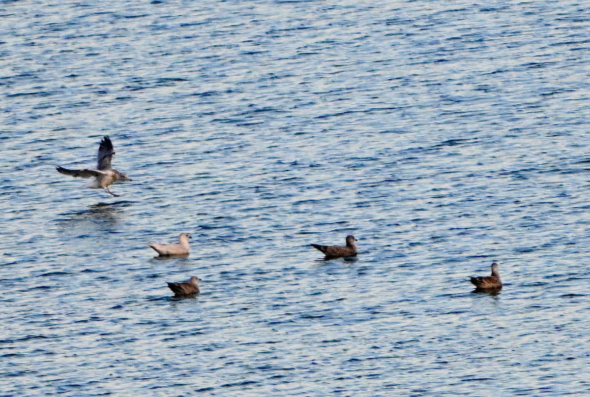 racek polární - ML646380510