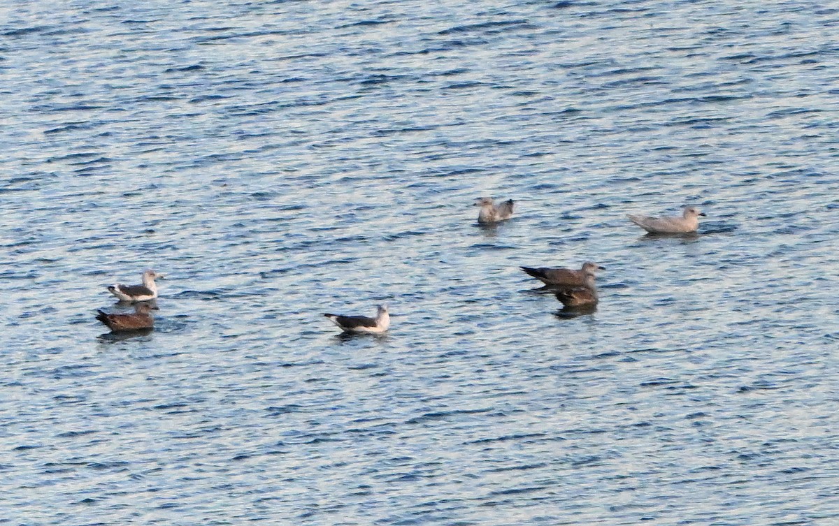 racek polární - ML646380511