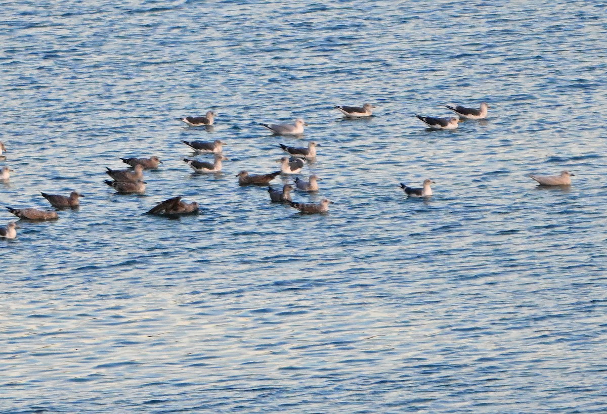 racek polární - ML646380512