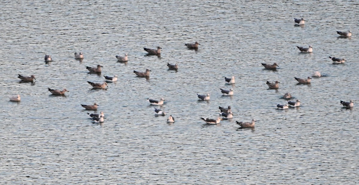 racek polární - ML646380513