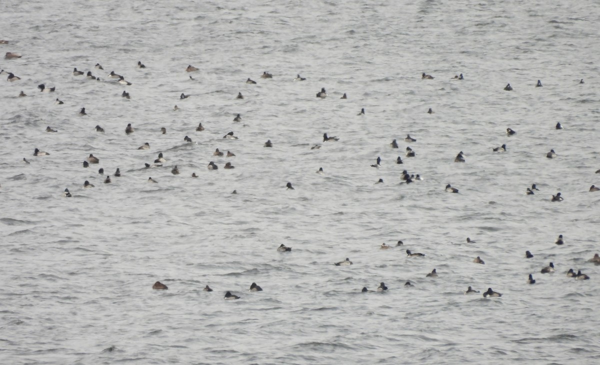 Ring-necked Duck - ML646380514