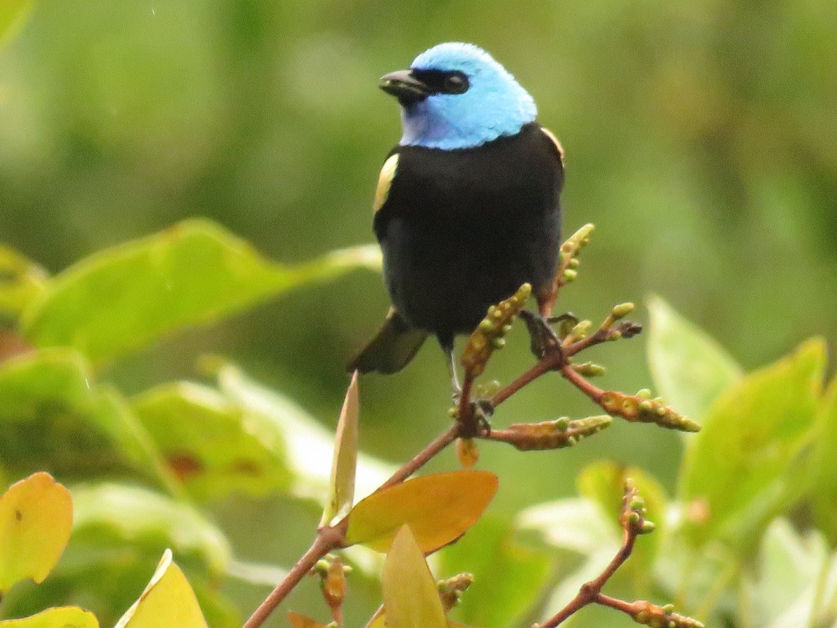 Танагра блакитношия - ML646380515