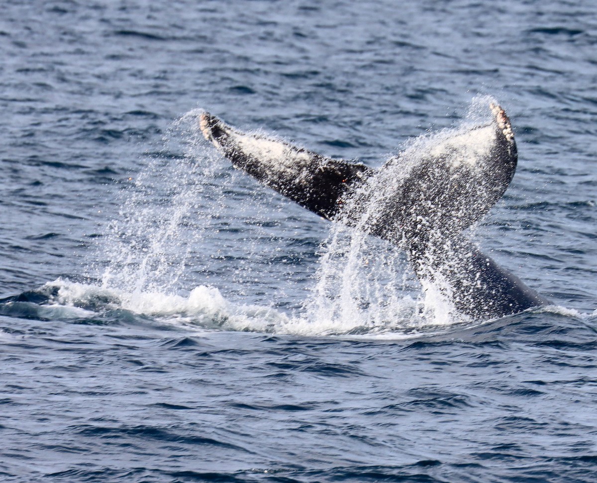 Humpback Whale - ML646380519