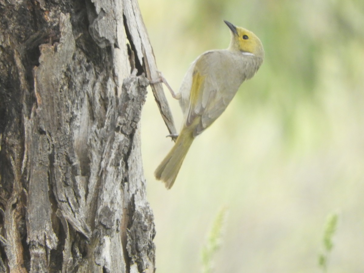 White-plumed Honeyeater - ML646380520