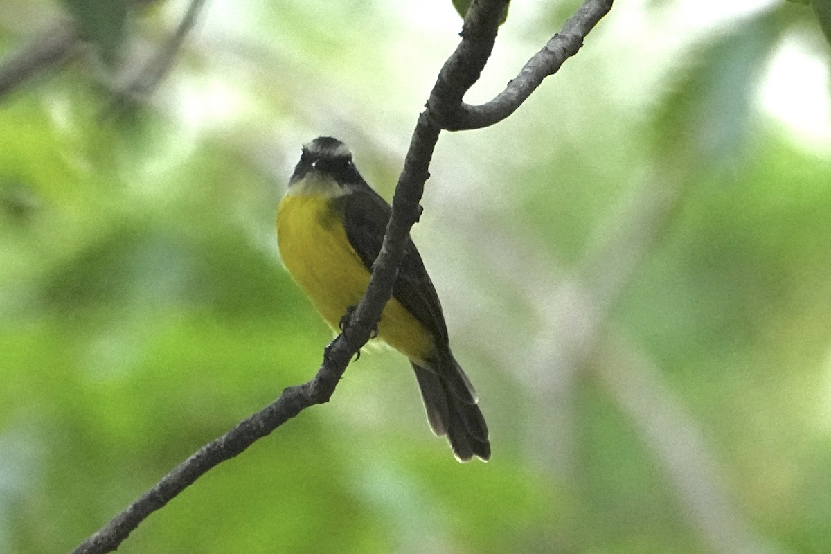 Social Flycatcher (Social) - ML646380521