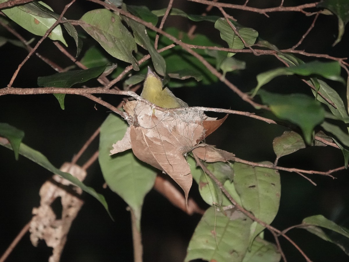 Band-tailed Manakin - ML646380524