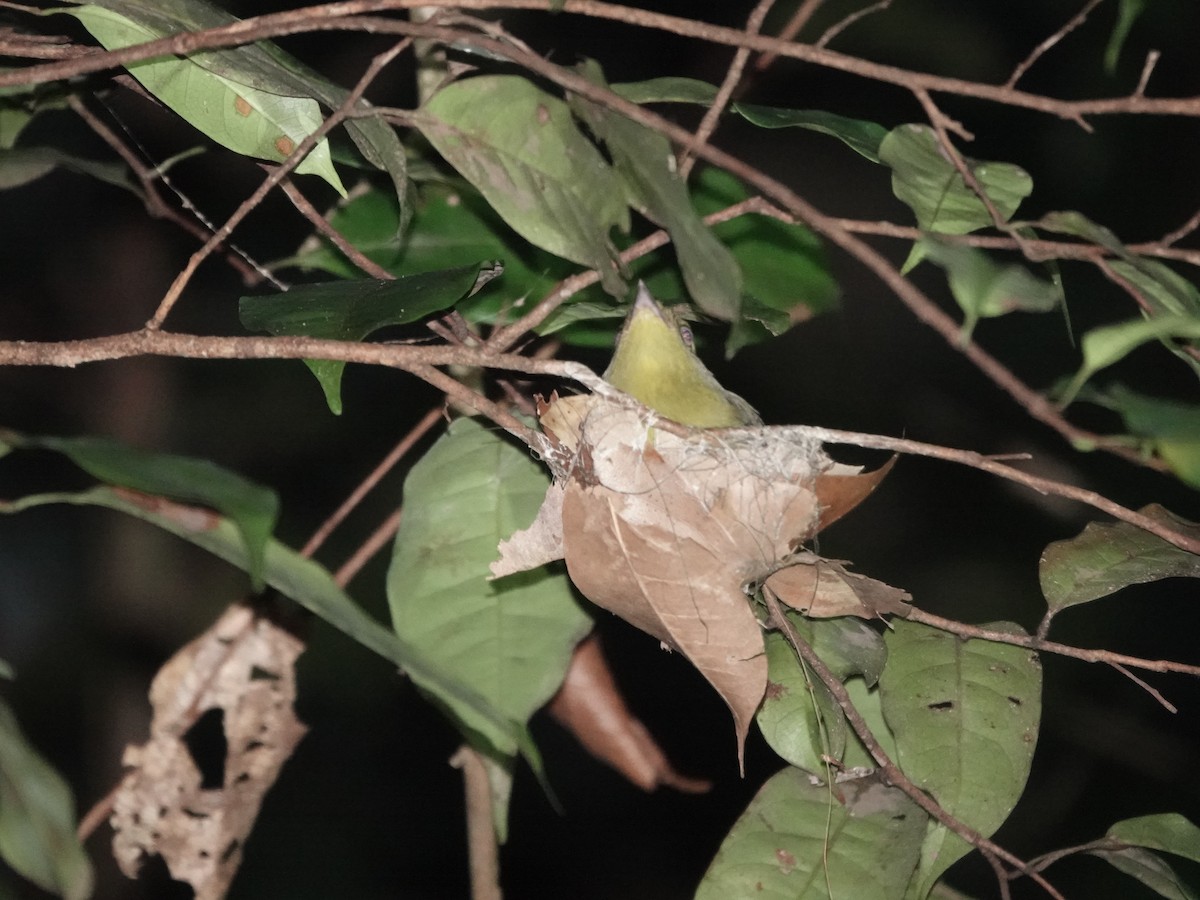 Band-tailed Manakin - ML646380525