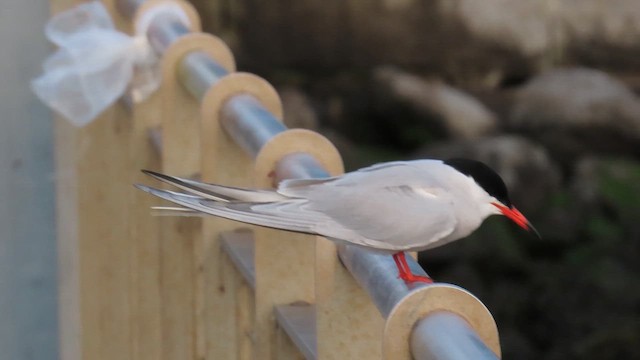 Common Tern - ML646380527
