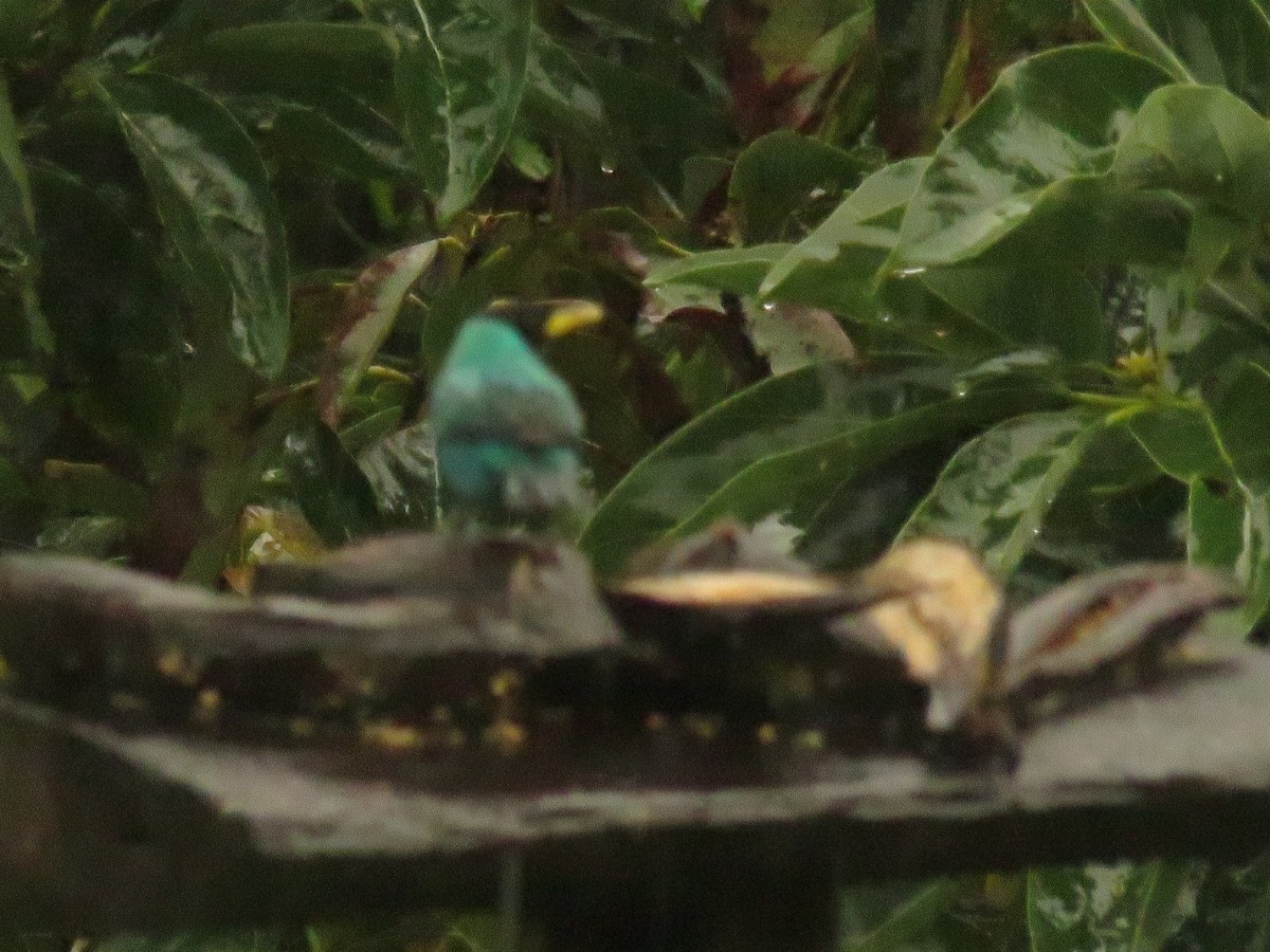 Саї великий - ML646380528