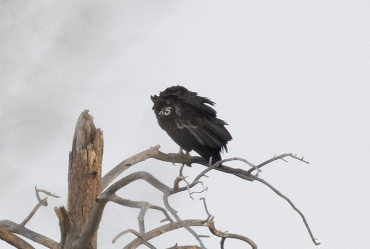 California Condor - ML646380529