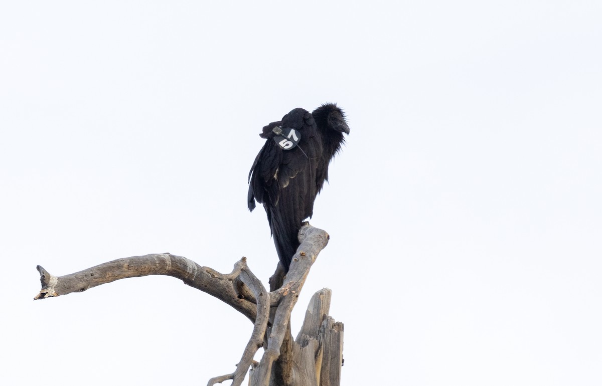 California Condor - ML646380530