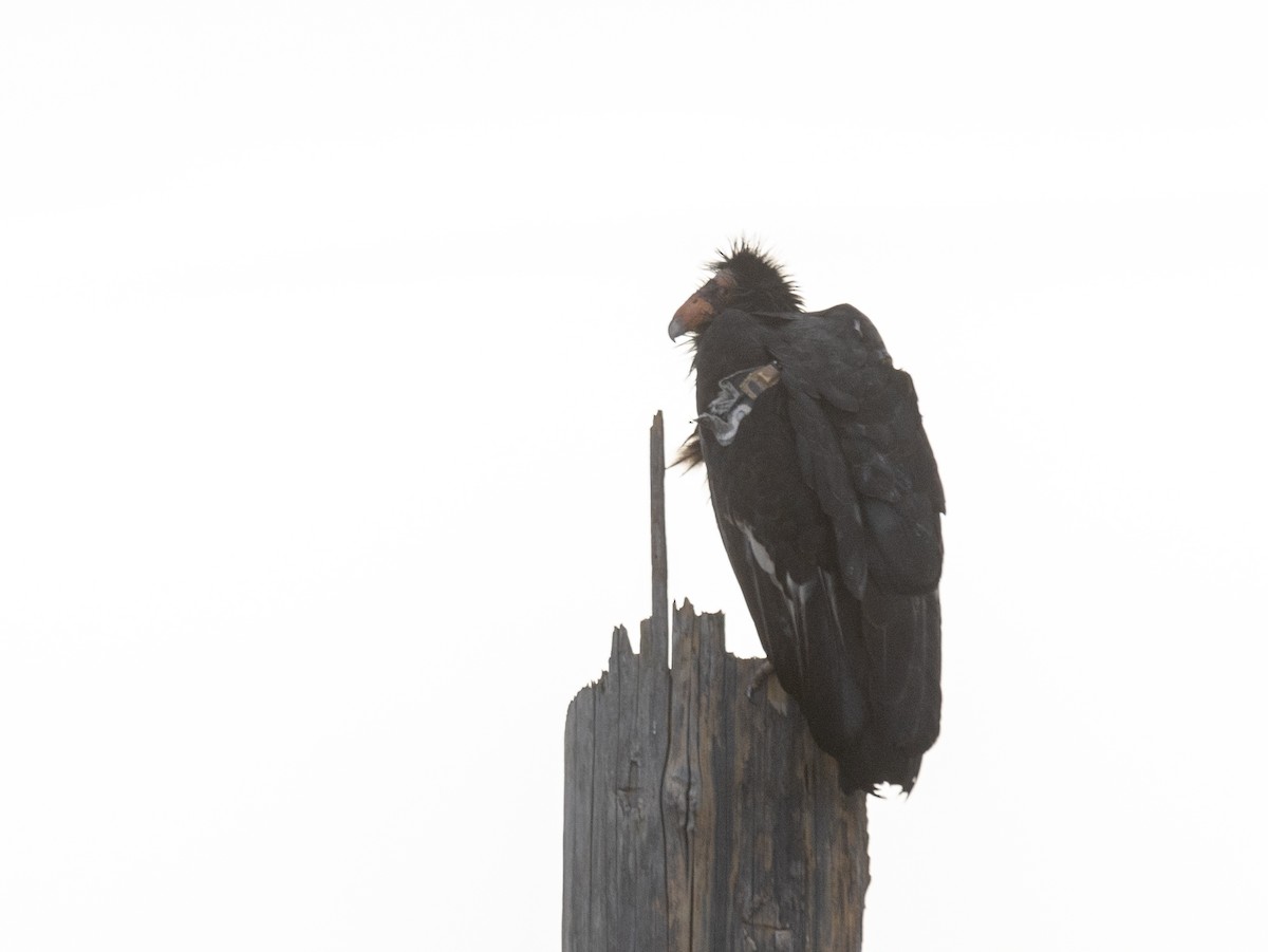 California Condor - ML646380531