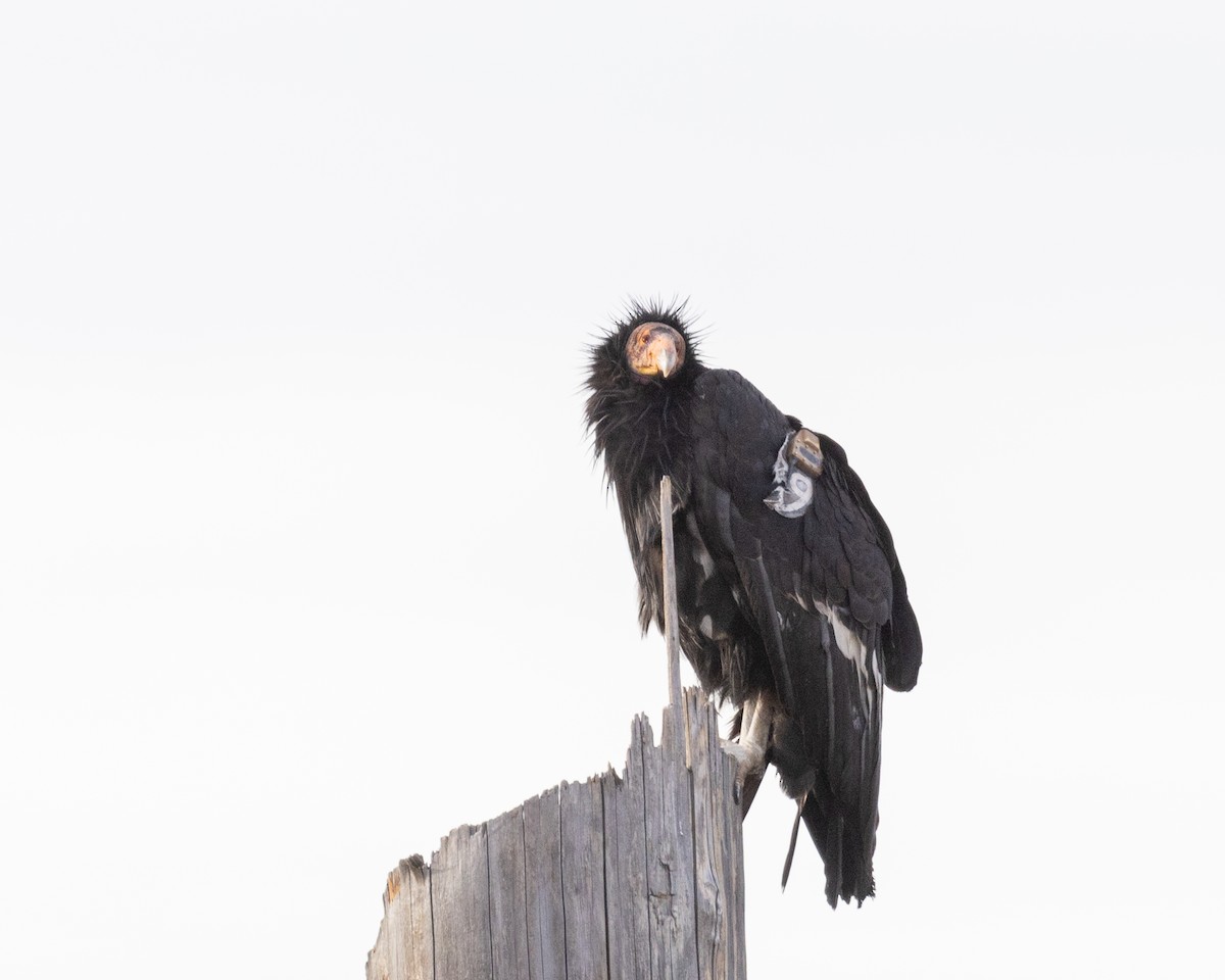 California Condor - ML646380532