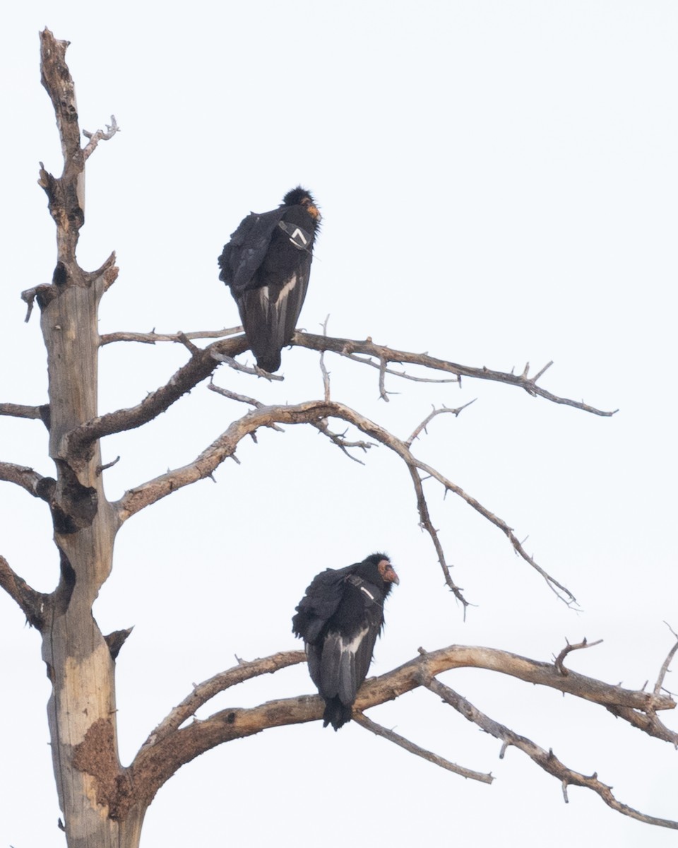 California Condor - ML646380533