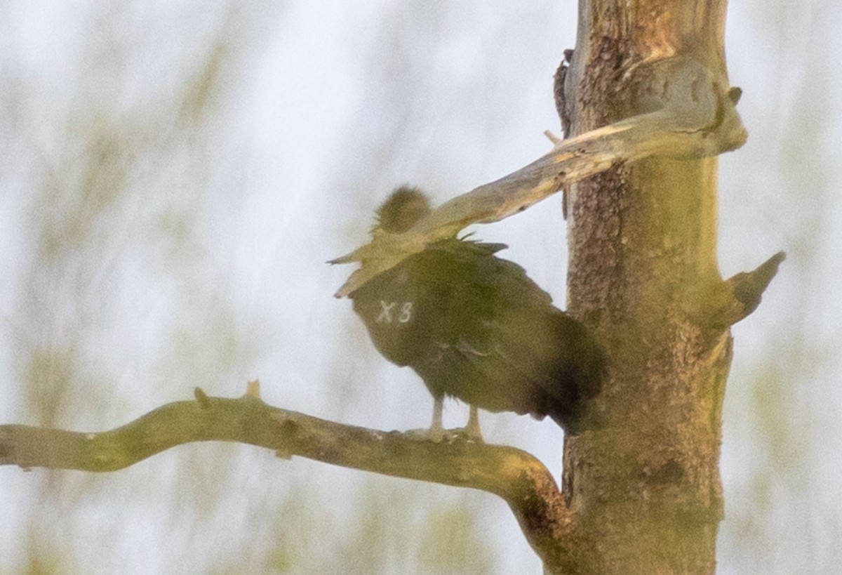 California Condor - ML646380534