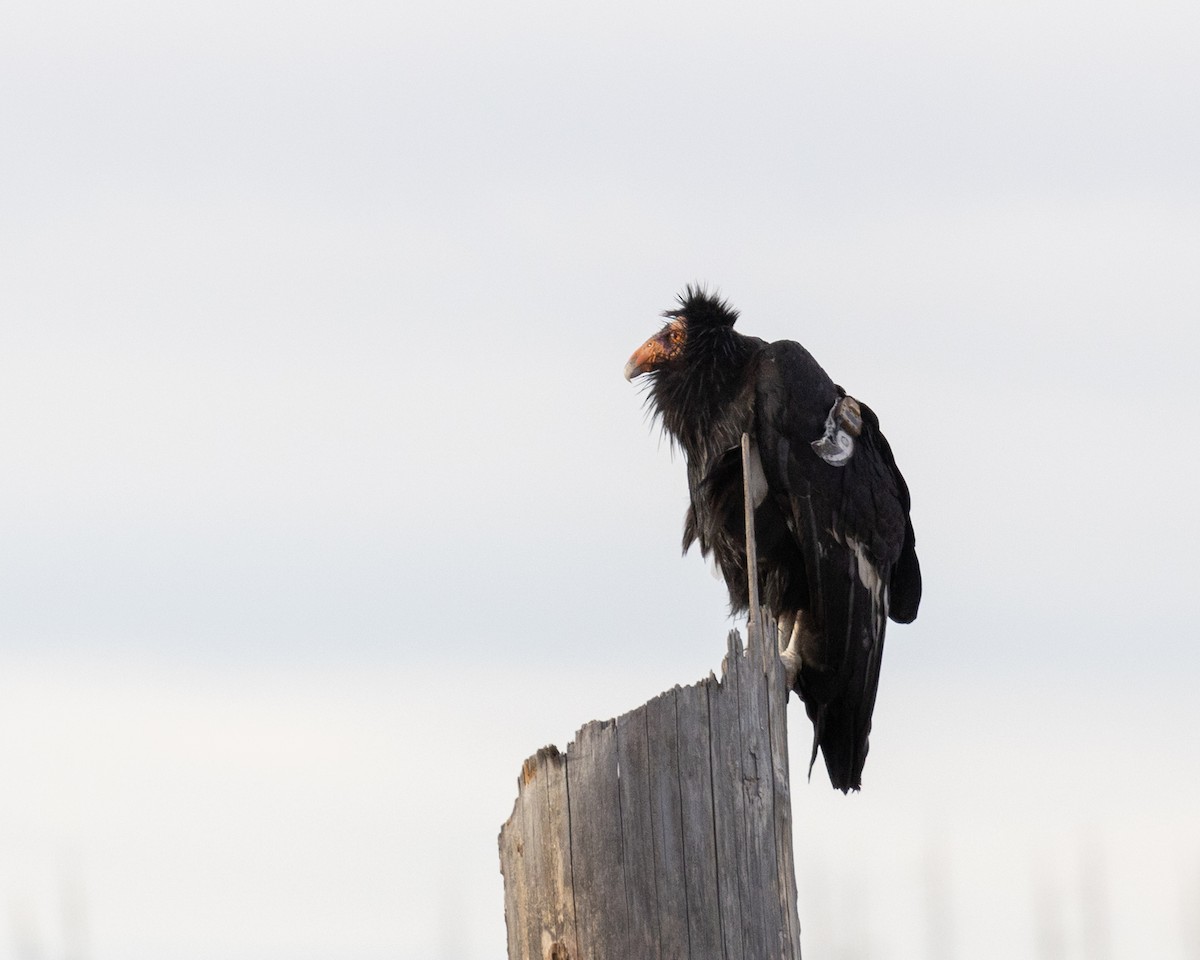California Condor - ML646380535