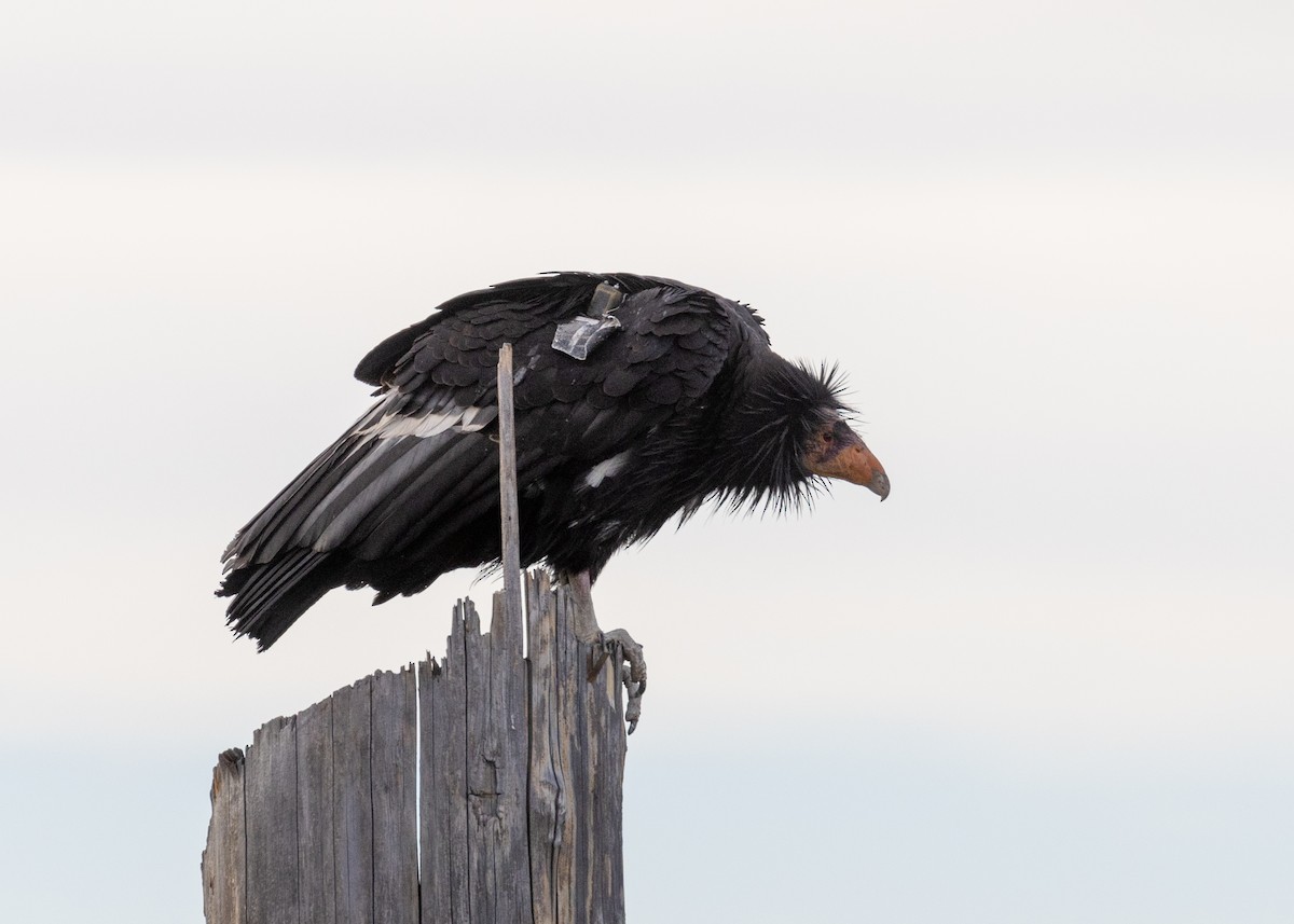 California Condor - ML646380536