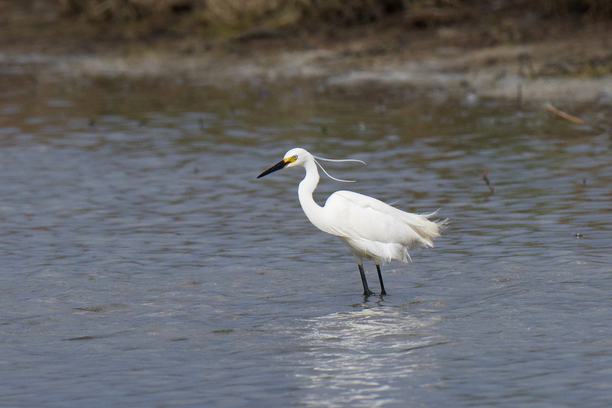 Garzetta - ML646380537