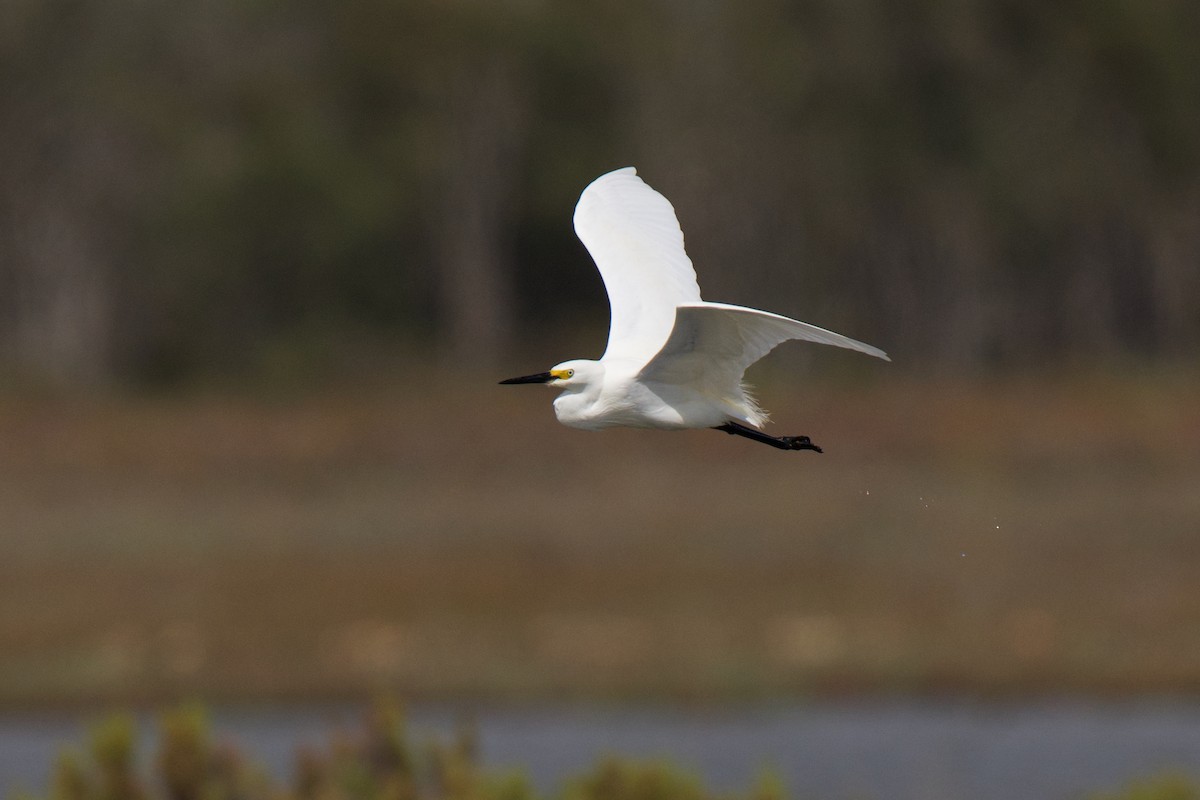 Garzetta - ML646380538