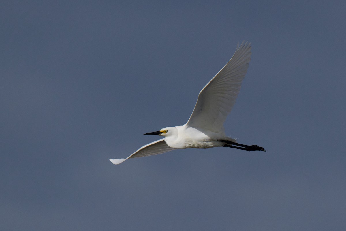 Garzetta - ML646380539