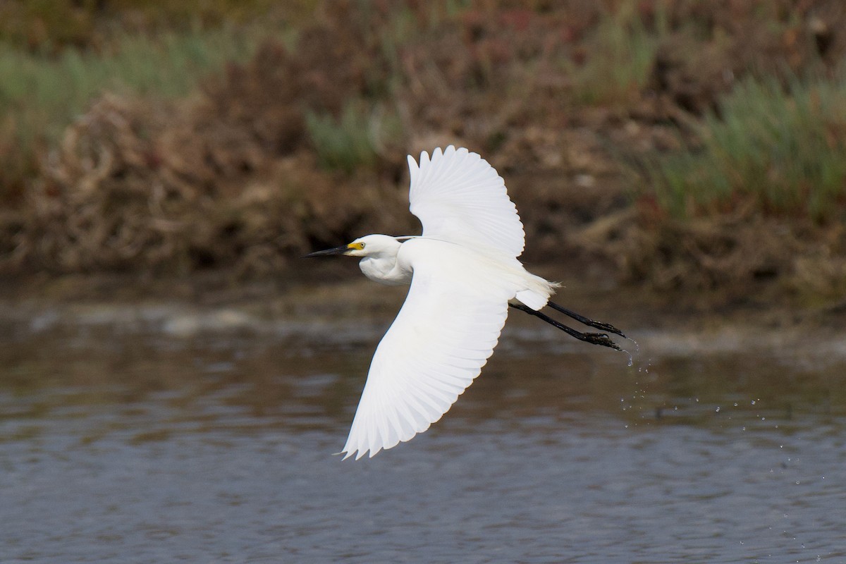 Garzetta - ML646380541