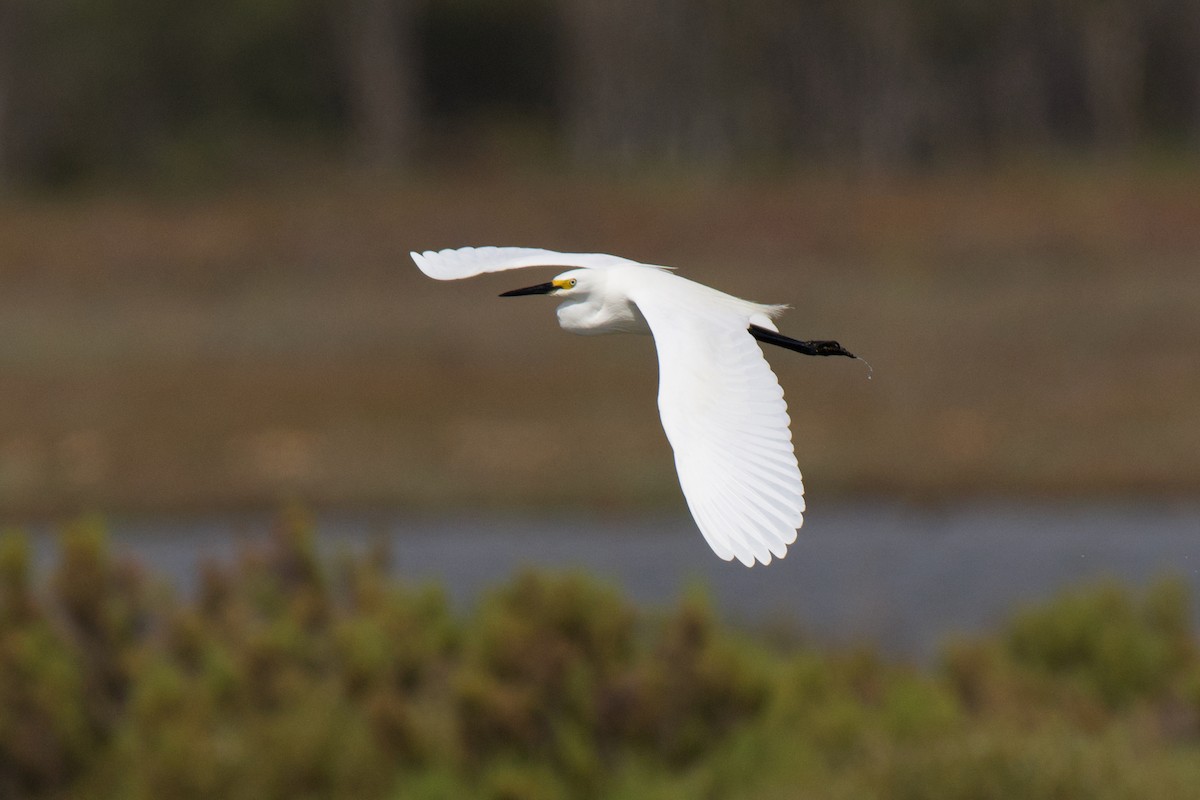 Garzetta - ML646380542