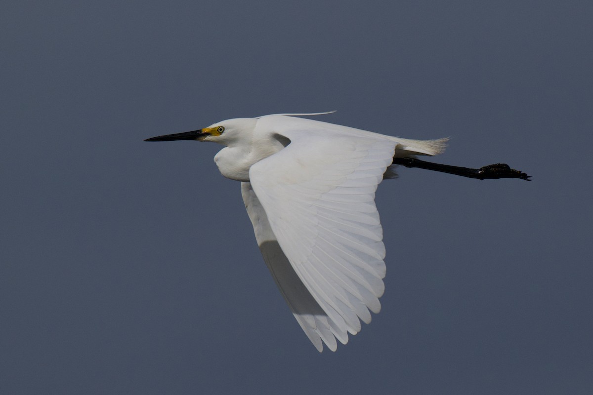 Garzetta - ML646380543