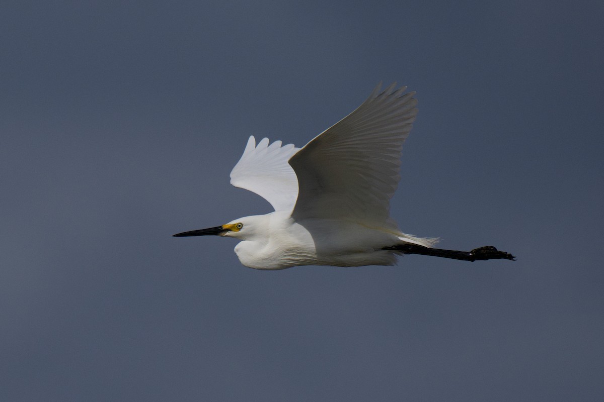 Garzetta - ML646380545