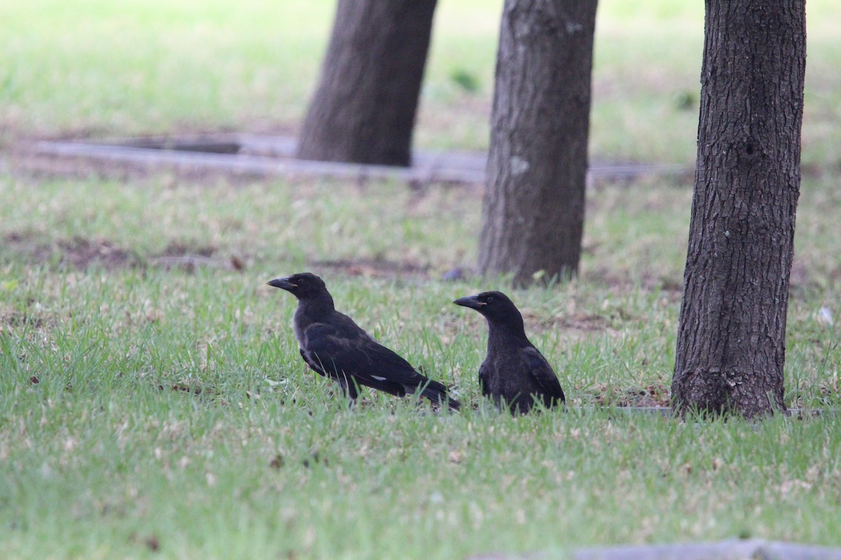 Alaca Kurravong - ML646380547