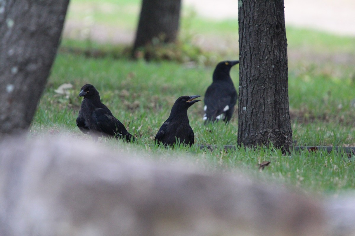 Alaca Kurravong - ML646380549