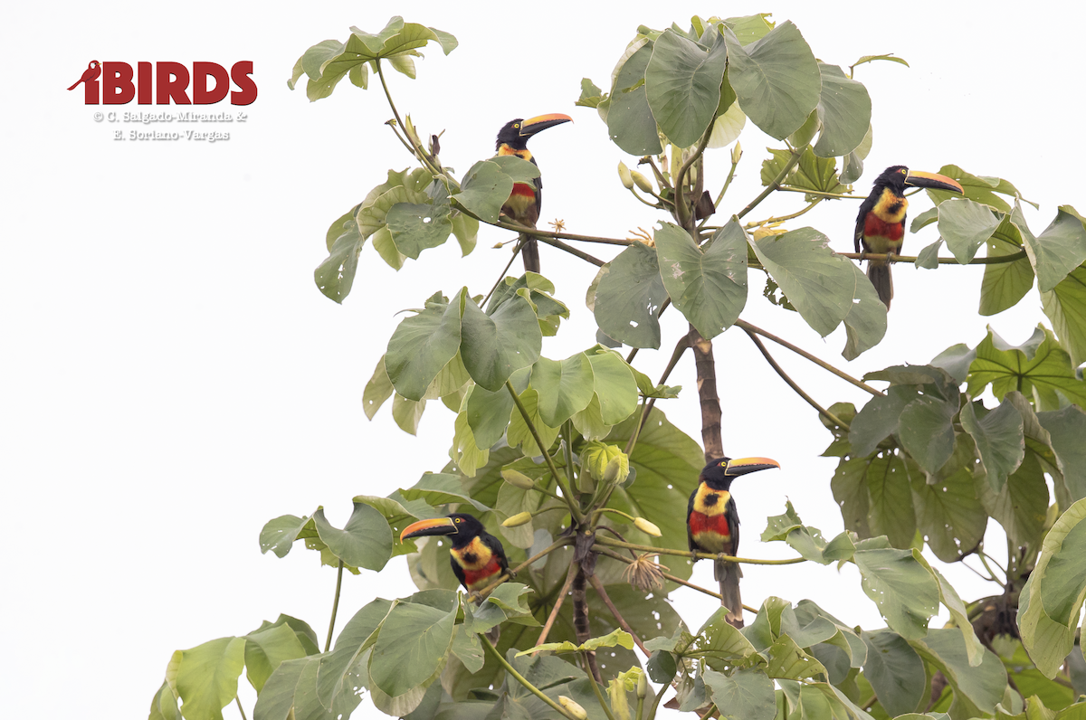 Fiery-billed Aracari - ML646380550