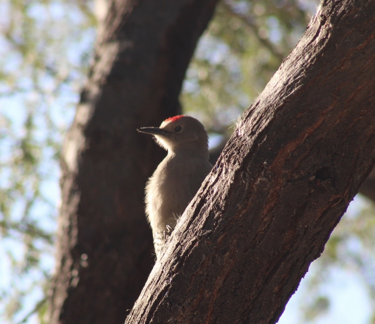 Gila Woodpecker - ML646380552