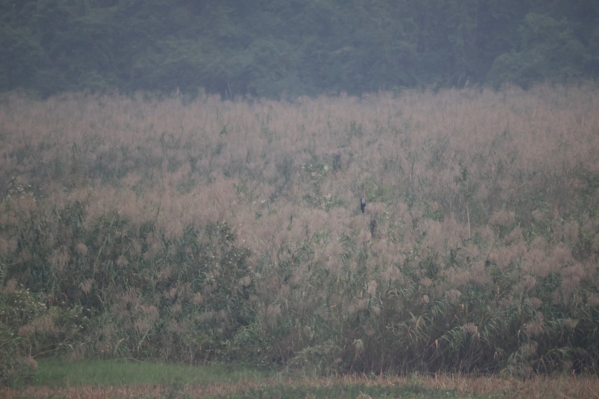 紫鷺 - ML646380554